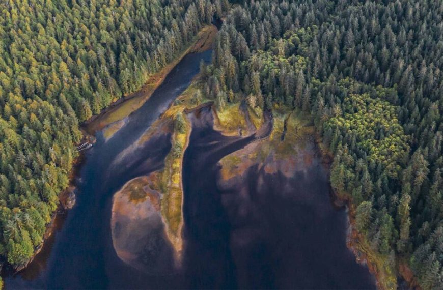 An aerial view of a river surrounded by trees.