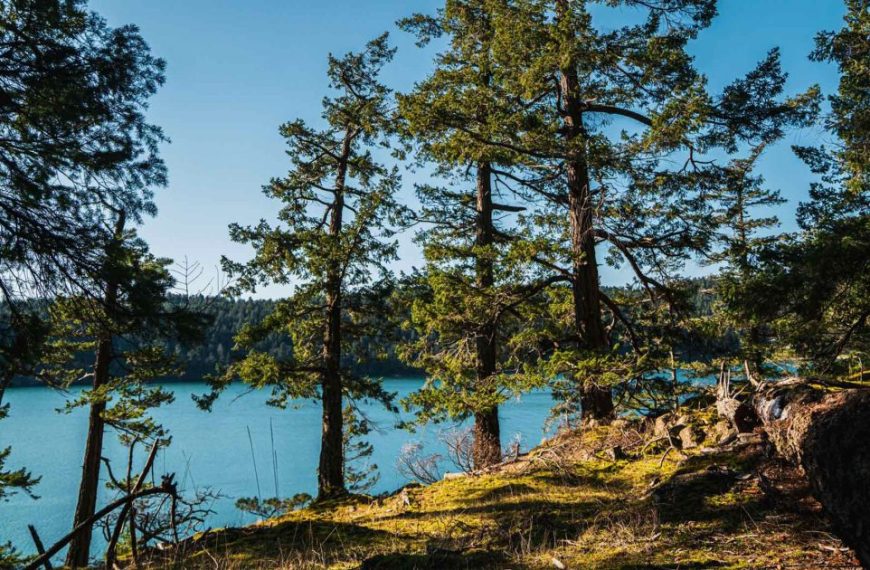 A view of a lake with trees in the background.