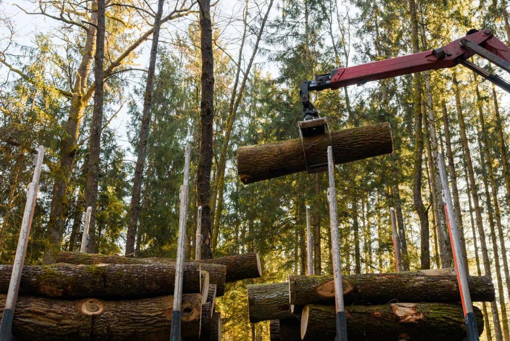 A machine is lifting logs in a forest.