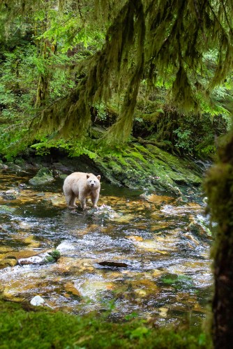 Spirit bear standing in a salmon creek in the Great Bear Rainforest