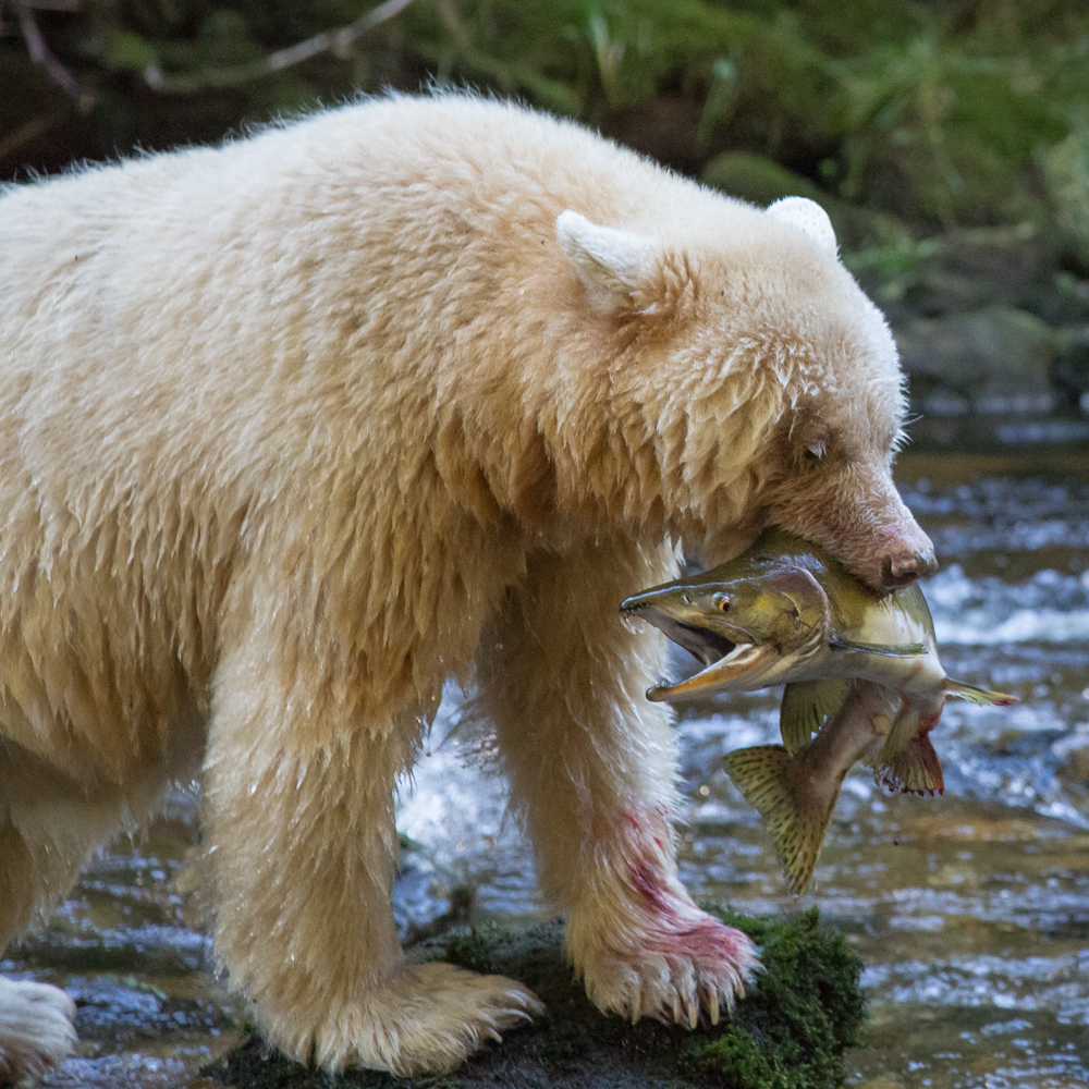 A spirit bear with a male pink salmon
