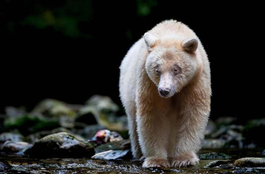 A white bear walking through a river.