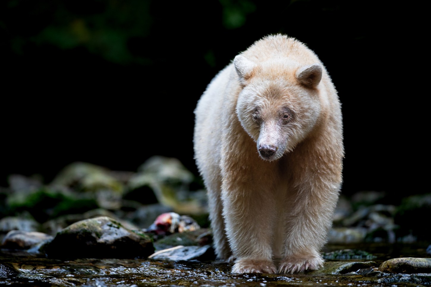 A spirit bear scanning a creek for salmon in the Great Bear Rainforest