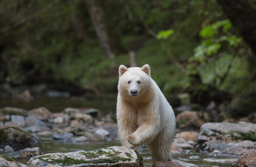 A polar bear walks across a stream in a forest.