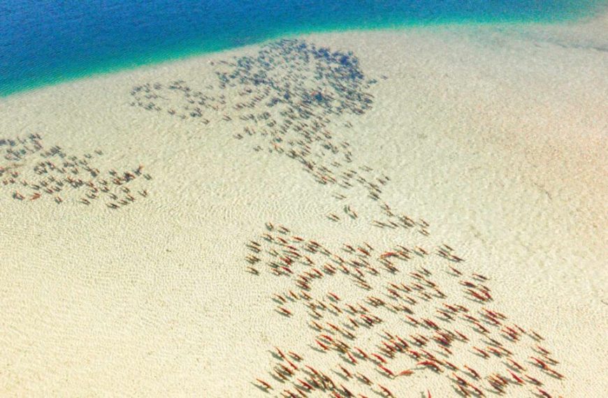 A large group of people on a beach.