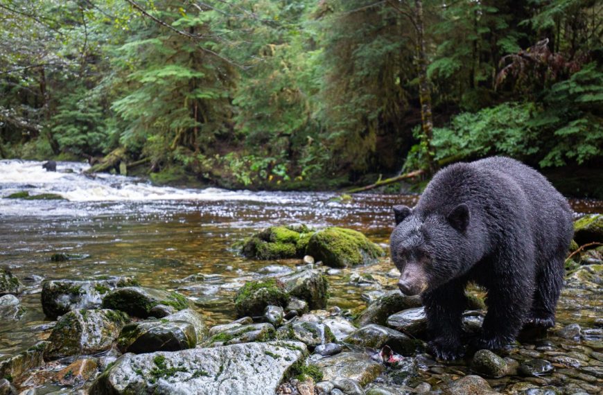 A black bear walks along a river in a forest.
