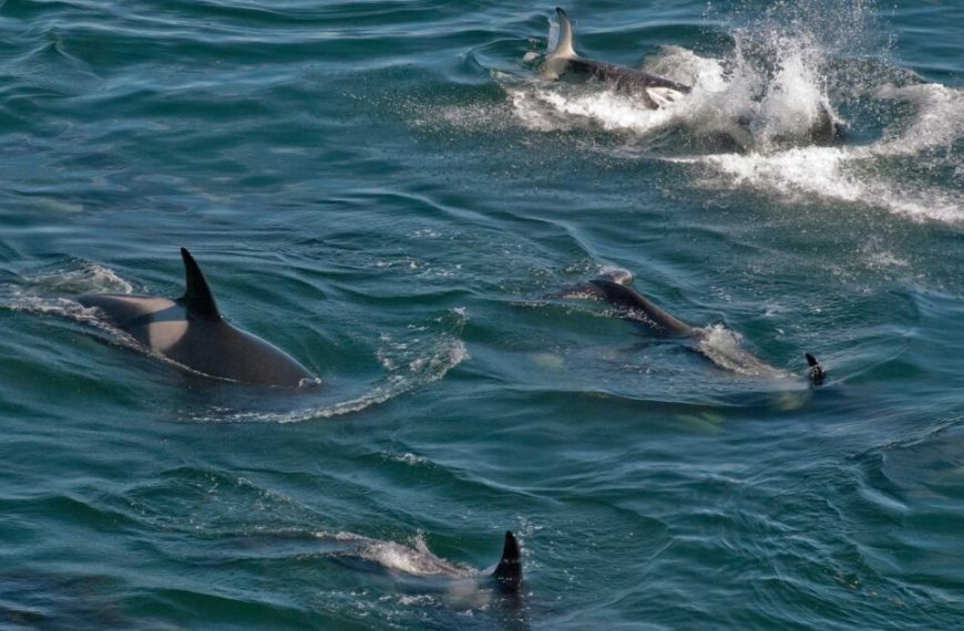 A group of orca whales swimming in the ocean.