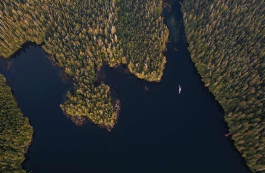 An aerial view of a lake surrounded by trees.