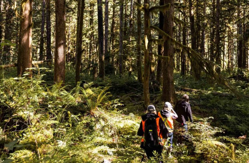 A group of people hiking through a forest.
