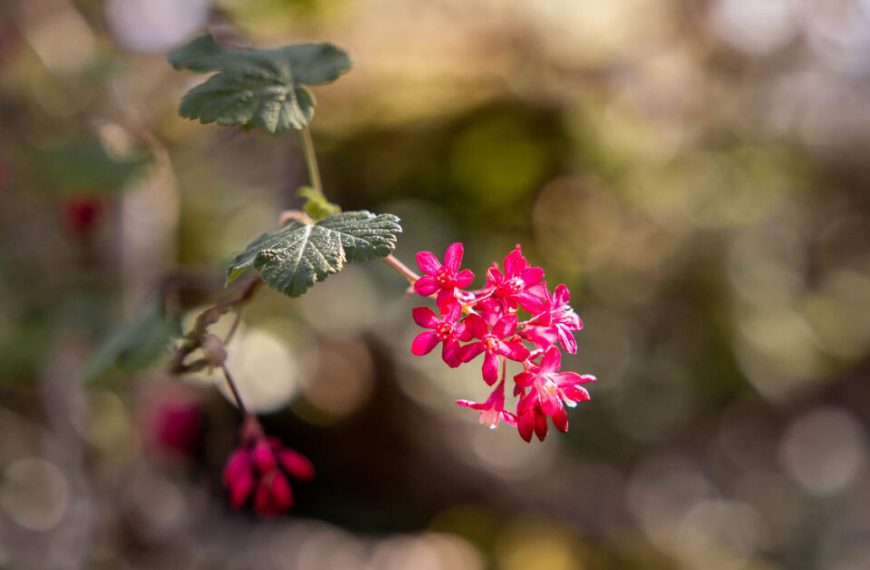 A pink flower on a branch with blurred background.