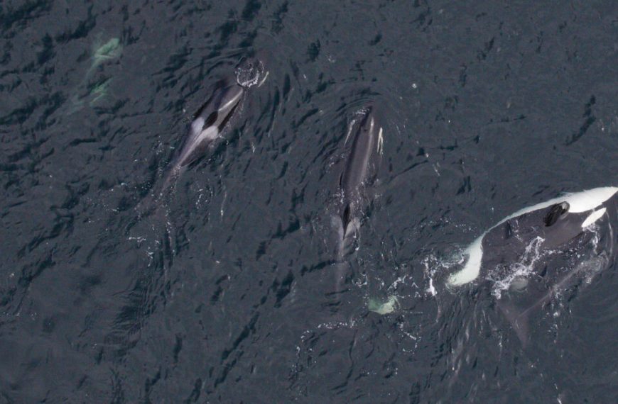 Three orca whales swimming in the ocean.
