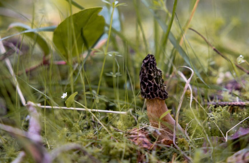 A mushroom in the grass with moss around it.