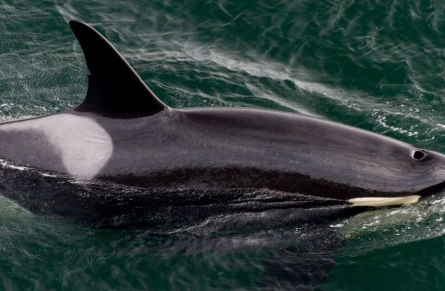An orca whale swimming in the ocean.