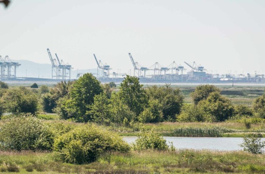 A bird flies over a lake with cranes in the background.
