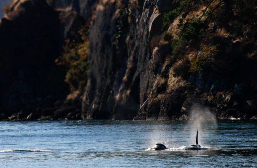 Two orca whales in the water near a cliff.