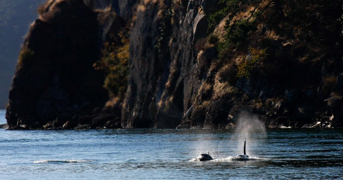 Two orca whales in the water near a cliff.