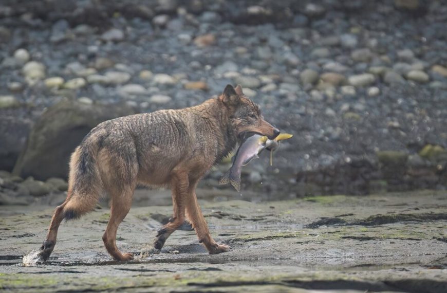 A wolf with a fish in its mouth.