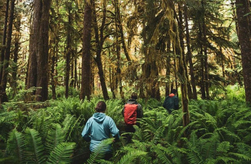 Two people walking through a fern filled forest.