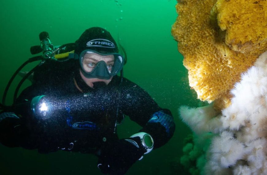 A scuba diver looking at a coral reef.