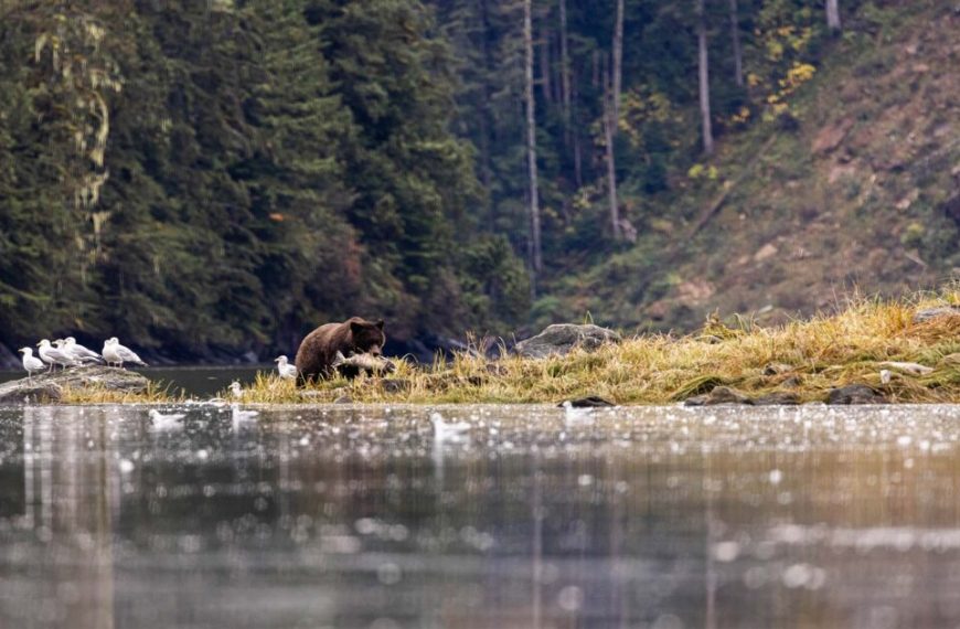 A grizzly bear standing on the shore of a river.
