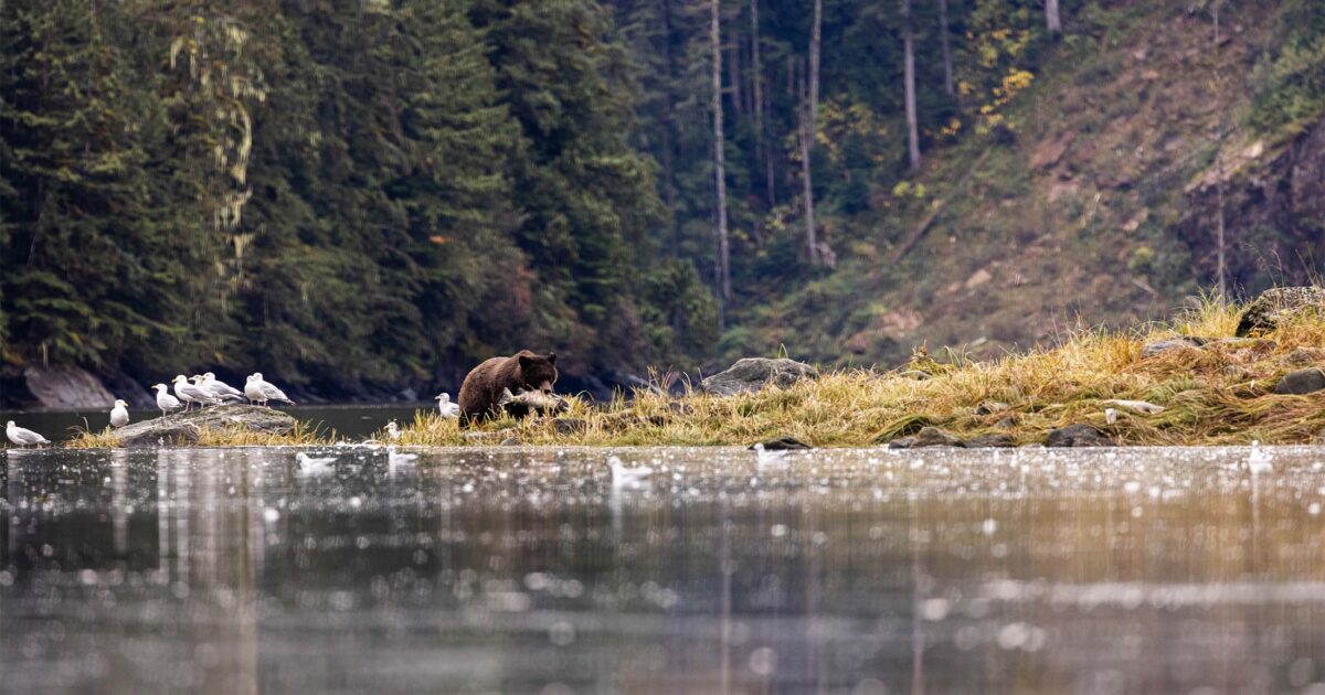 A grizzly bear standing on the shore of a river.