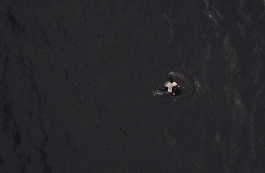 An image of a whale swimming in the ocean.