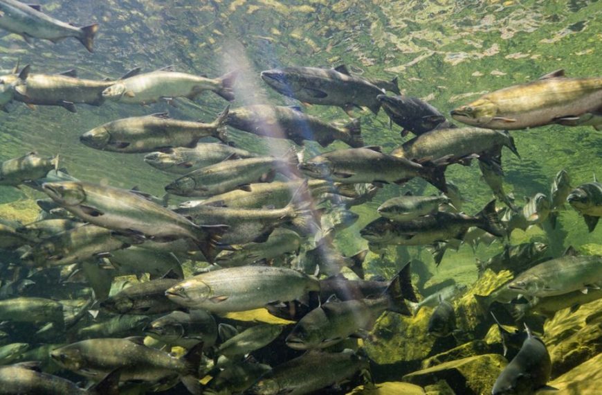 A school of fish swimming in the water.