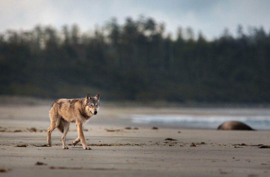 A wolf walking on a beach near a body of water.