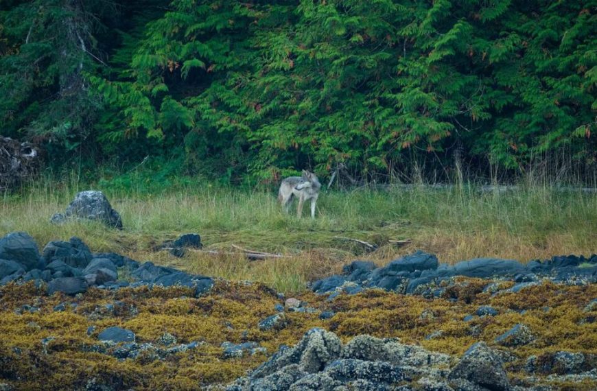 A wolf is standing in the middle of a rocky area.