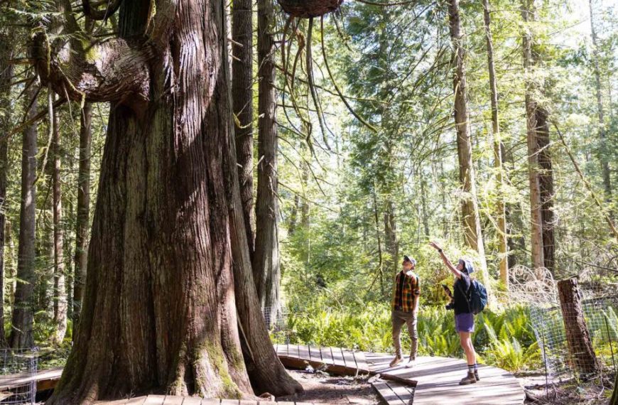 Two people standing on a wooden boardwalk in a forest.