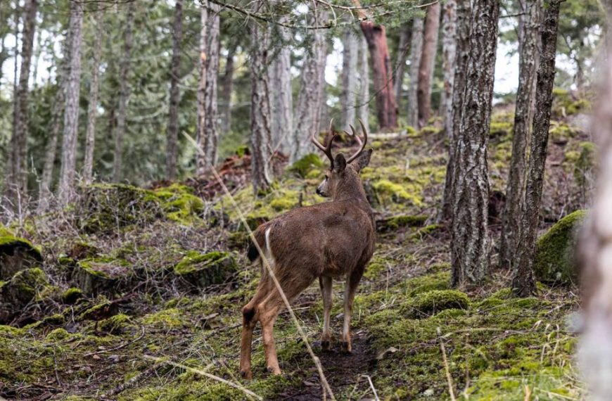 A deer is walking through a wooded area.