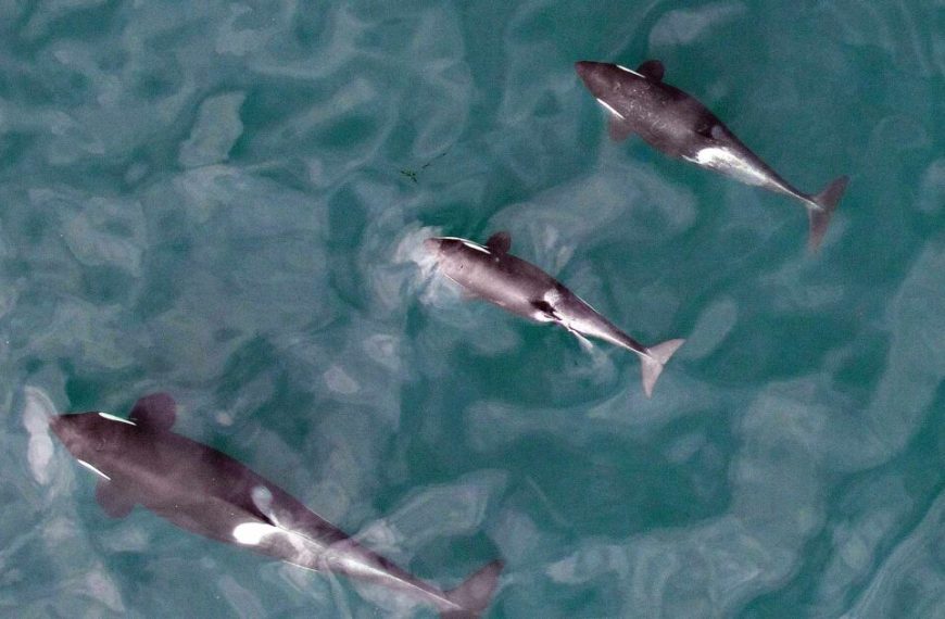 Three orca whales swimming in the ocean.