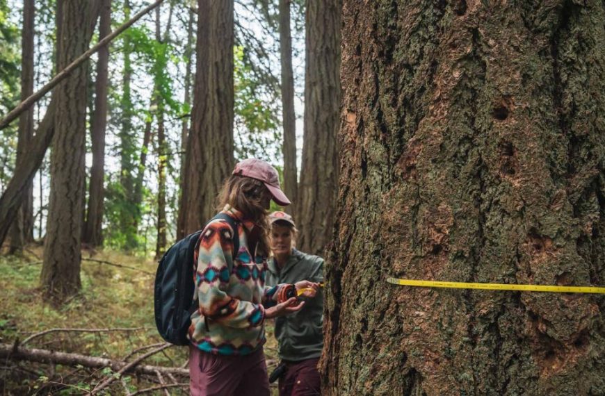 Two people measuring a tree in the woods.