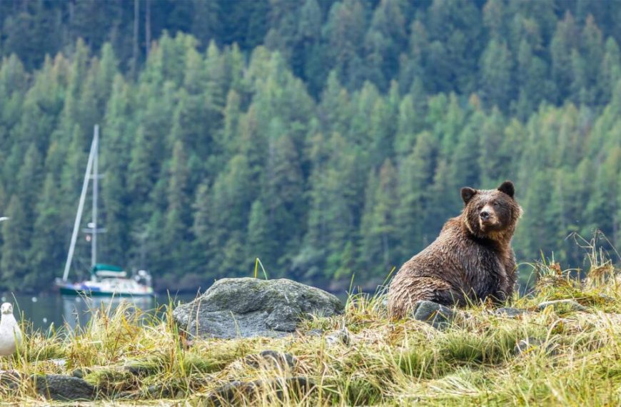 A grizzly bear sits on a hill next to a boat.