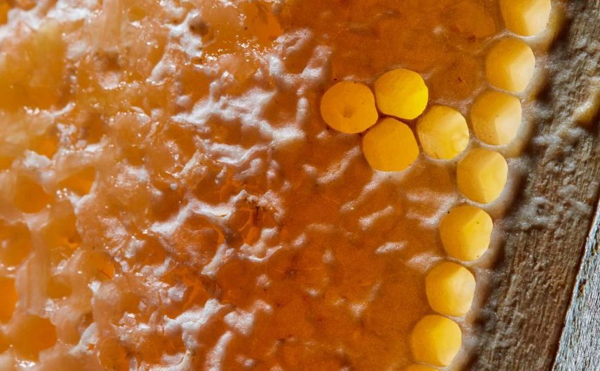 A close up of a honeycomb.