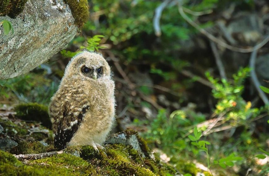 A baby owl sits on top of a mossy rock.