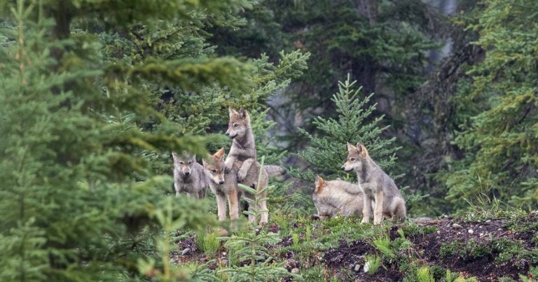 Wolf Stories: Sustaining the wellbeing of people, animals, and nature (Part 1)