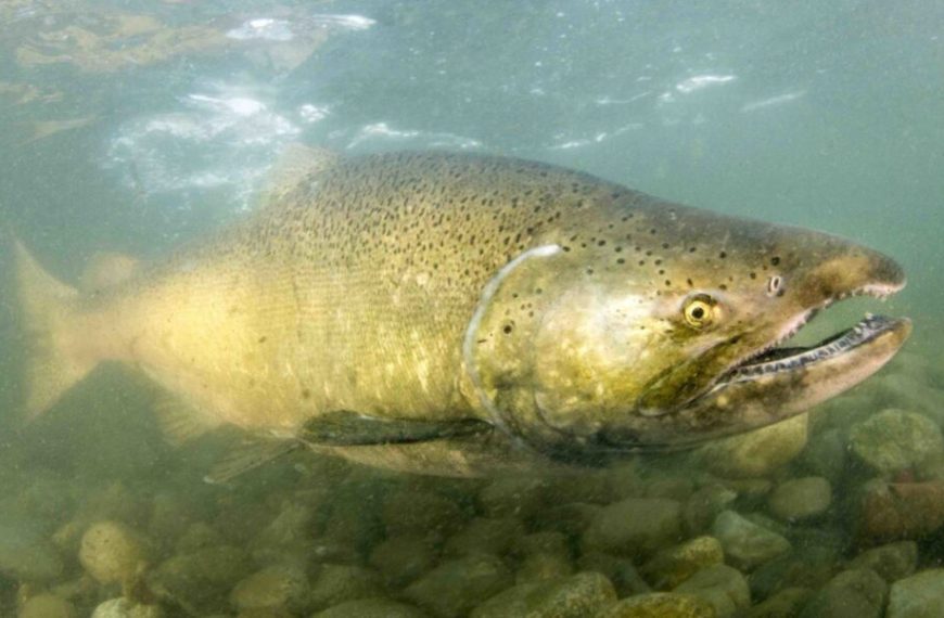 A large fish swimming under the water.
