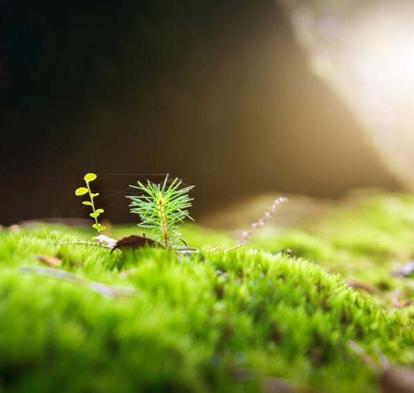 A small pine tree growing on a mossy ground.