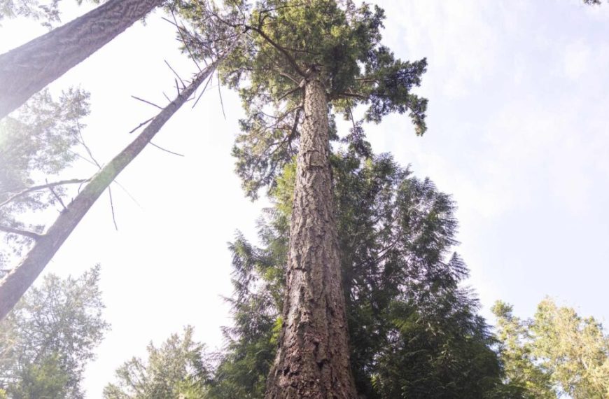 Tall trees in a forest with the sun shining on them.