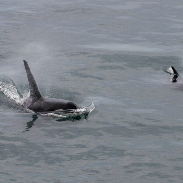 Is it time the critical habitat of endangered killer whales be expanded to include their prey base – Chinook rivers?