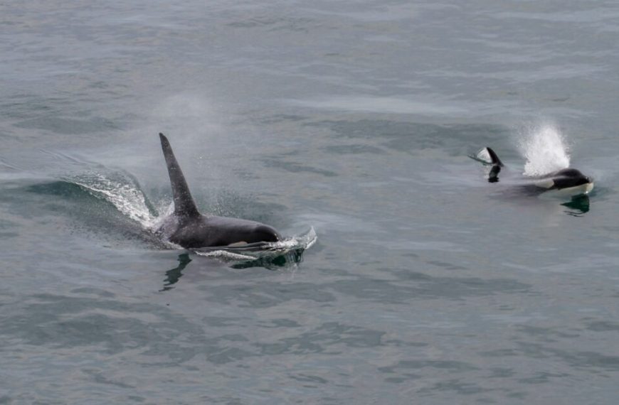 Two orca whales swimming in the ocean.