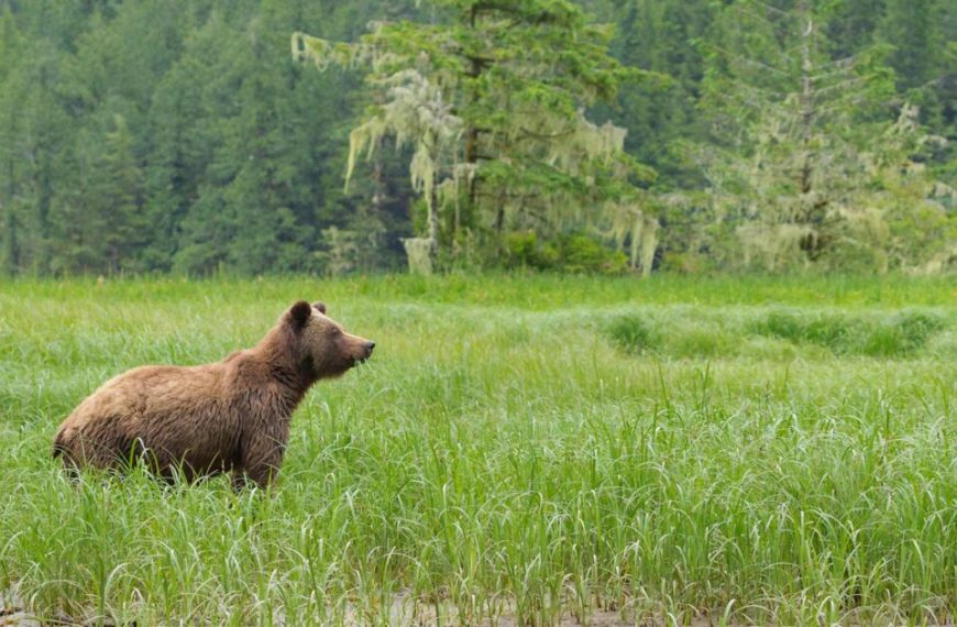 A grizzly bear standing in tall grass.