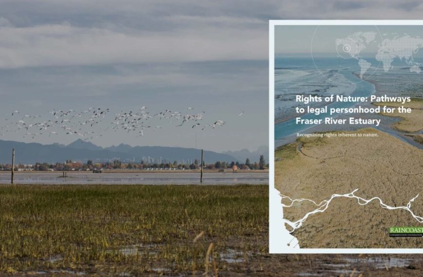 The cover of a book with birds flying over a marsh.