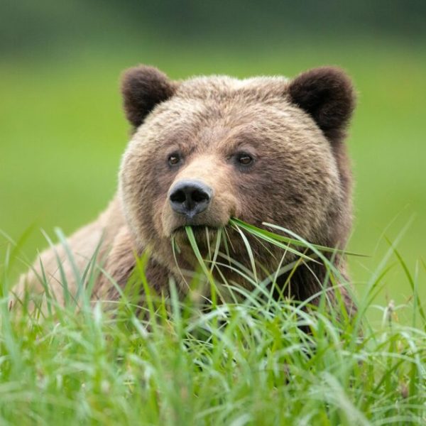 Take action for grizzly bears