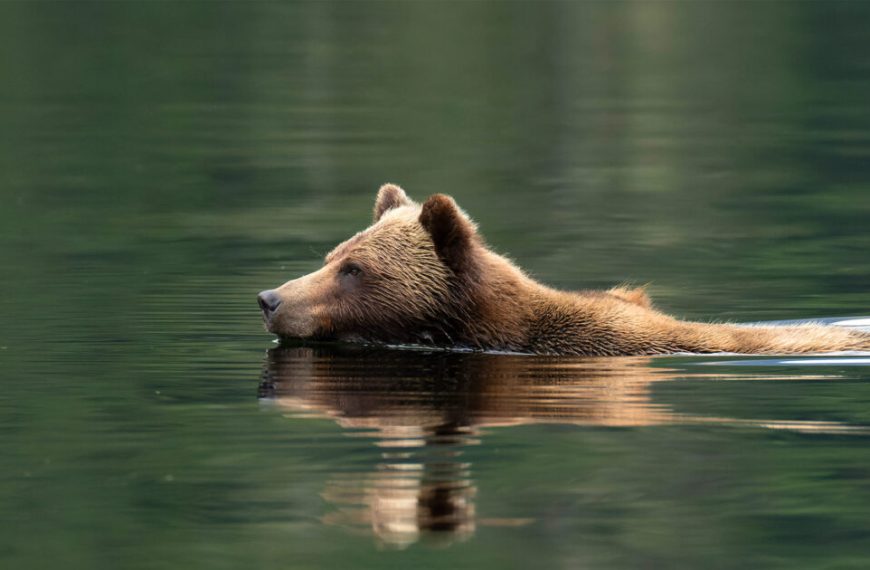 A brown bear cub swimming in the water.