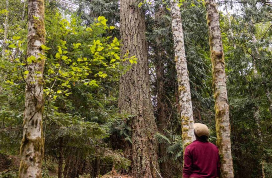A man is standing in the woods looking at a tree.
