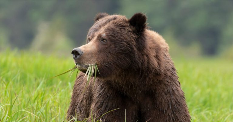 Urgent concerns raised as BC Government falls short in public engagement for grizzly bear stewardship