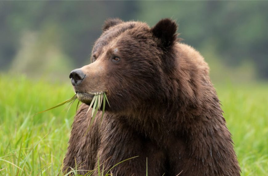A brown bear eating grass in a grassy field.