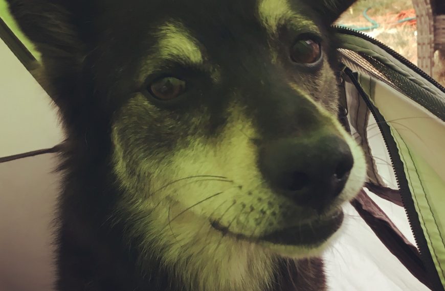 A black and white dog in a tent.